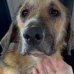 Stray Dog Timber Survives Brutal Pack Attack and Instantly Melts into Rescuers' Arms