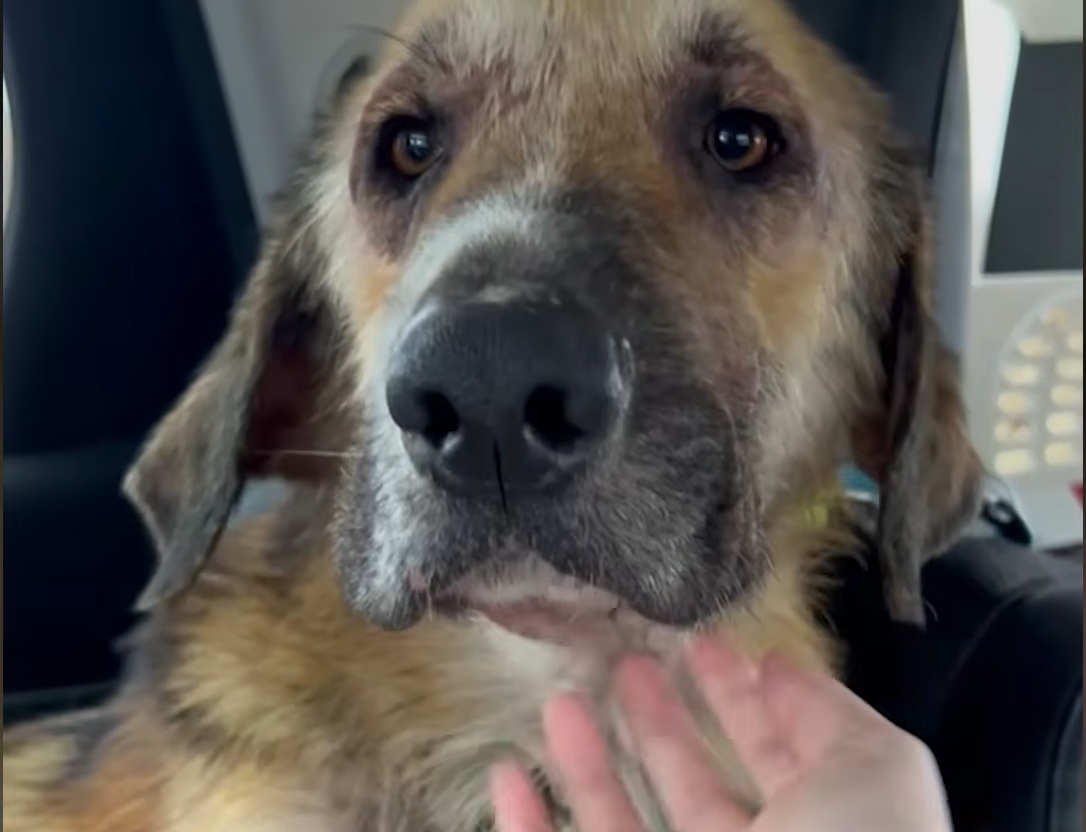Stray Dog Timber Survives Brutal Pack Attack and Instantly Melts into Rescuers' Arms