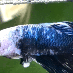 Betta Fish Stevie Shimmers from Dull Gray to Electric Blue in Heartwarming Recovery