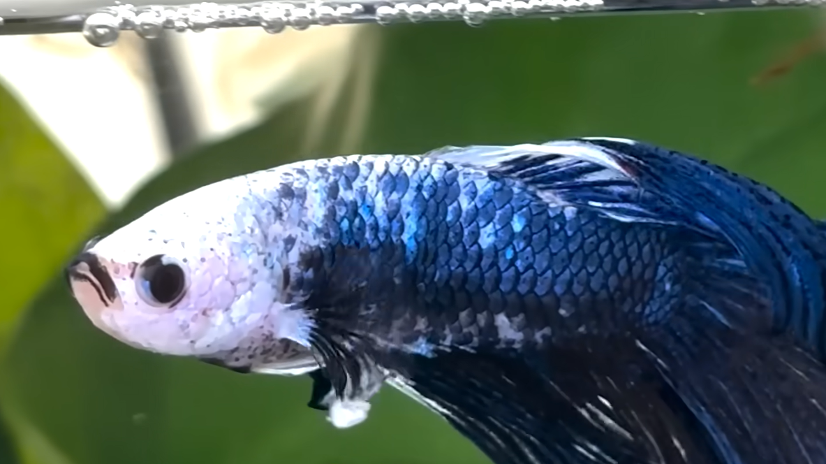 Betta Fish Stevie Shimmers from Dull Gray to Electric Blue in Heartwarming Recovery