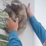 Venezuela's Sloth Savior Scales Deadly Heights to Rescue Stranded Creatures