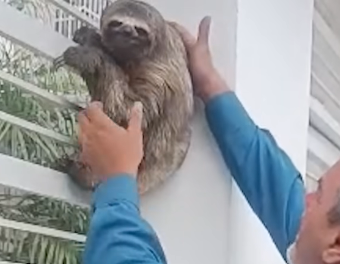 Venezuela's Sloth Savior Scales Deadly Heights to Rescue Stranded Creatures
