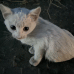 Roadside Rescue: Vets Pull Severely Hurt Kitten from Danger and Change Her Fate