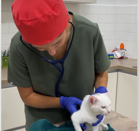 Roadside Rescue: Vets Pull Severely Hurt Kitten from Danger and Change Her Fate