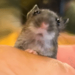 Salon Owner Rescues Tiny Shivering Mouse and Welcomes Her as His Workday Sidekick