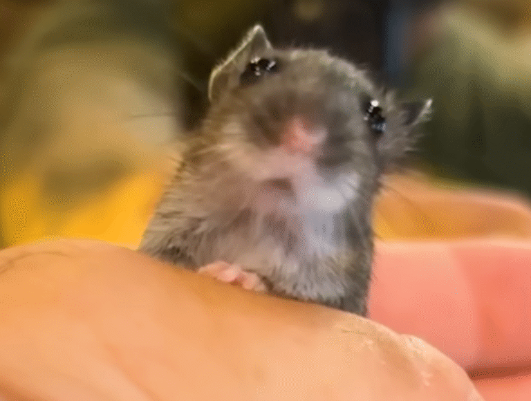 Salon Owner Rescues Tiny Shivering Mouse and Welcomes Her as His Workday Sidekick