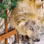 Mexican Superhero Zadrigman Turns 'Werewolf' Street Dog into Fluffy Teddy Bear