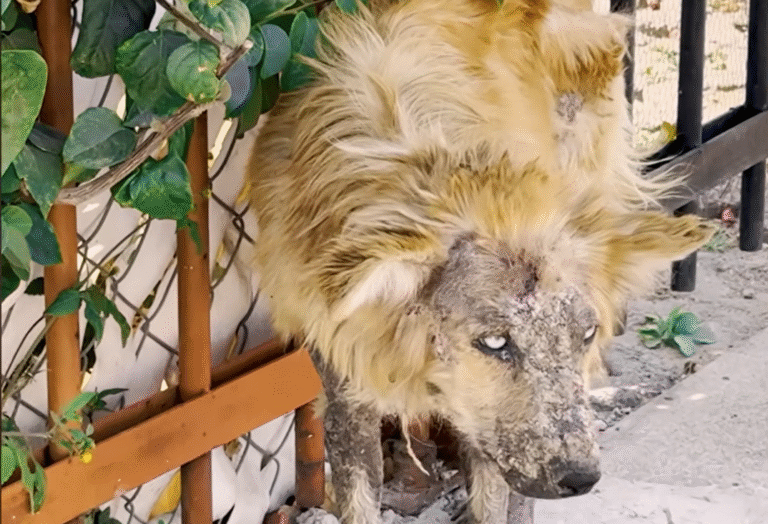 Mexican Superhero Zadrigman Turns 'Werewolf' Street Dog into Fluffy Teddy Bear