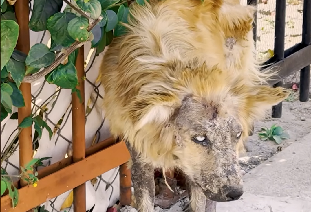 Mexican Superhero Zadrigman Turns 'Werewolf' Street Dog into Fluffy Teddy Bear