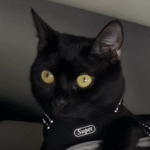 Abandoned Black Cat's Rescue Turns into Heartwarming Family Triumph Over Landlord Hurdle