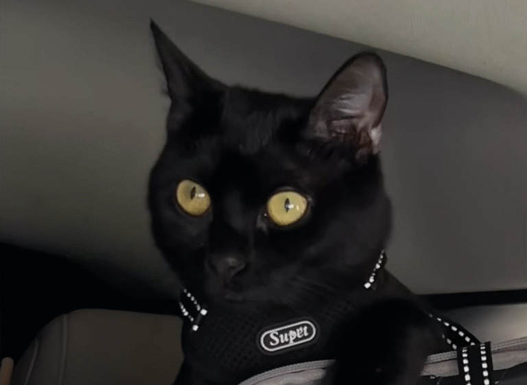 Abandoned Black Cat's Rescue Turns into Heartwarming Family Triumph Over Landlord Hurdle
