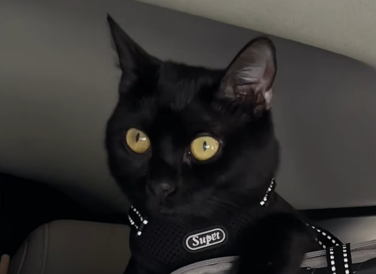 Abandoned Black Cat's Rescue Turns into Heartwarming Family Triumph Over Landlord Hurdle