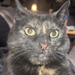 Pym the Shower Cat: Rescue Feline's Obsession with Water Leaves Owner Speechless