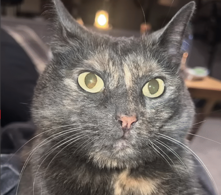 Pym the Shower Cat: Rescue Feline's Obsession with Water Leaves Owner Speechless