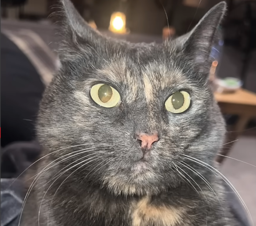 Pym the Shower Cat: Rescue Feline's Obsession with Water Leaves Owner Speechless