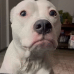 Woman Grabs 'Free' Pit Bull and Lands the Needy Best Friend She Truly Deserved