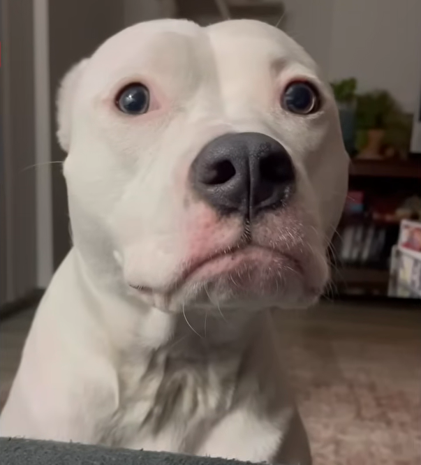 Woman Grabs 'Free' Pit Bull and Lands the Needy Best Friend She Truly Deserved