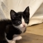 Disabled Kitten's Determined Effort to 'Fit In' With Siblings Brings Tears