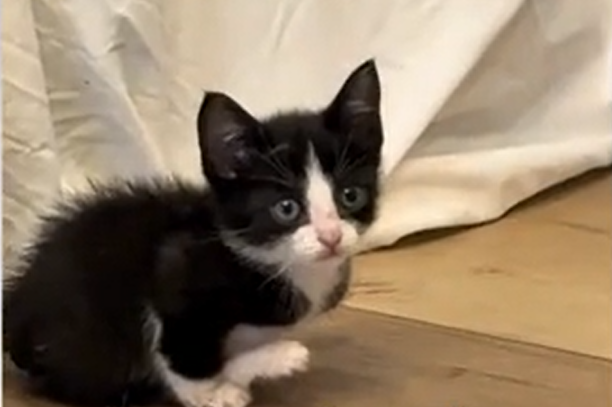 Disabled Kitten's Determined Effort to 'Fit In' With Siblings Brings Tears