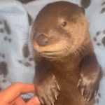 Rescued Otter Ozzy Captivates with Dog-Like Devotion After Human Upbringing