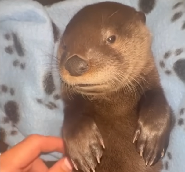 Rescued Otter Ozzy Captivates with Dog-Like Devotion After Human Upbringing