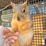 Injured Squirrel Mom Enlists Trusted Human to Babysit Her Babies in Stunning Act of Faith