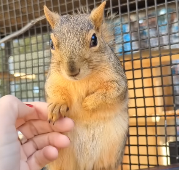 Injured Squirrel Mom Enlists Trusted Human to Babysit Her Babies in Stunning Act of Faith