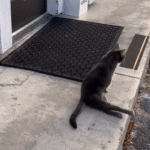 'So Determined': Paralyzed Cat Makes Her Own Way to Work Daily