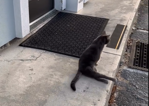 'So Determined': Paralyzed Cat Makes Her Own Way to Work Daily