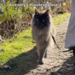 Cat Earned Off-Leash Freedom After Two Years - Then Lost It in Minutes