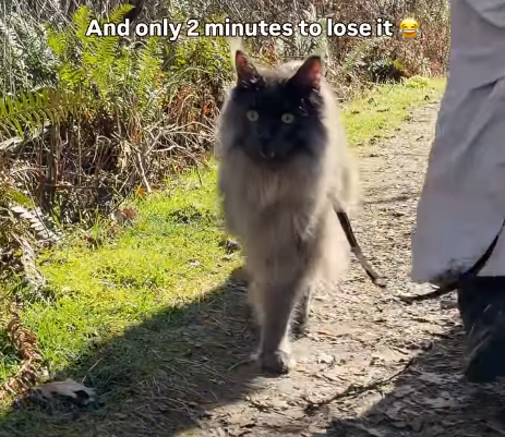 Cat Earned Off-Leash Freedom After Two Years - Then Lost It in Minutes