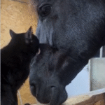 Adorable Cat and Horse Duo Melt Hearts With Their Unlikely Bond