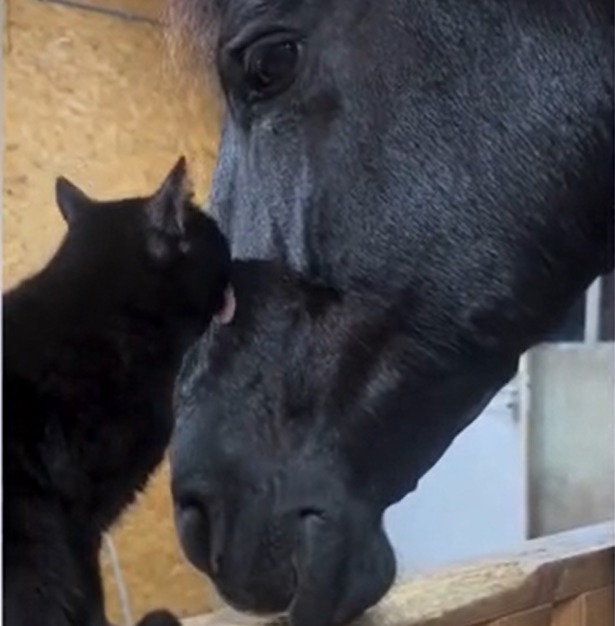 Adorable Cat and Horse Duo Melt Hearts With Their Unlikely Bond