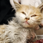 Miraculous Recovery of Abandoned Cat Wormy Captivates Animal Lovers Worldwide