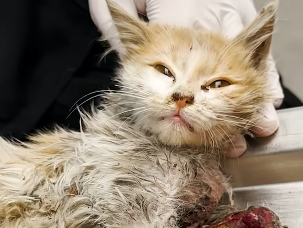 Miraculous Recovery of Abandoned Cat Wormy Captivates Animal Lovers Worldwide