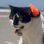 22-Pound Cat Miss Biscuit Drops 10 Pounds by Turning Food Frenzy into Fitness Fuel