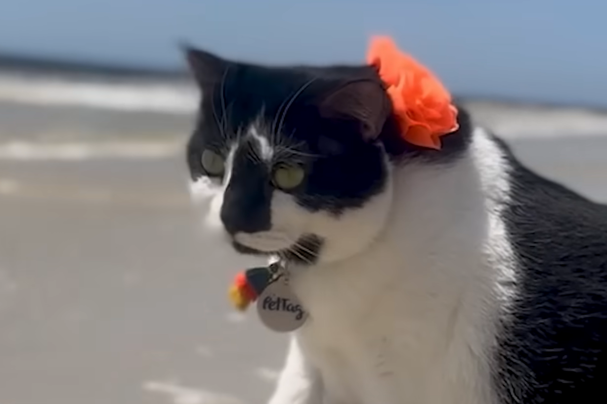 22-Pound Cat Miss Biscuit Drops 10 Pounds by Turning Food Frenzy into Fitness Fuel