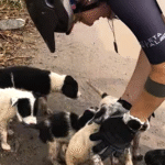 Bike Ride Turns into Fateful Rescue: Woman Saves Puppies and Honors Beloved Dog with Mountain Sanctuary