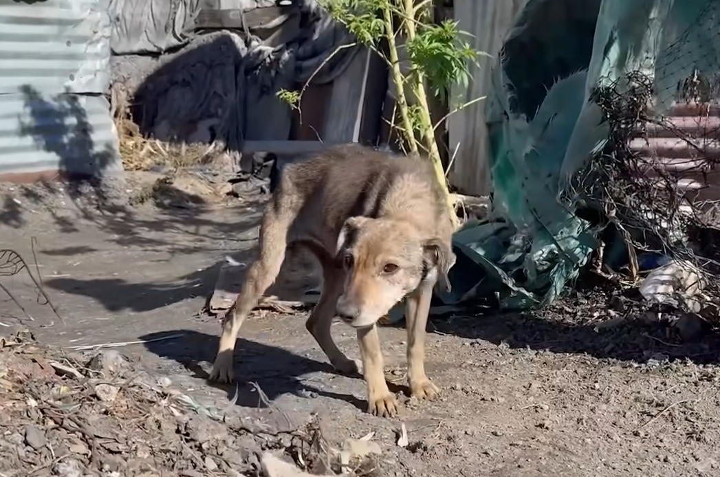 Skinny Senior Dog Duckie Proves It's Never Too Late for Love and a Second Chance