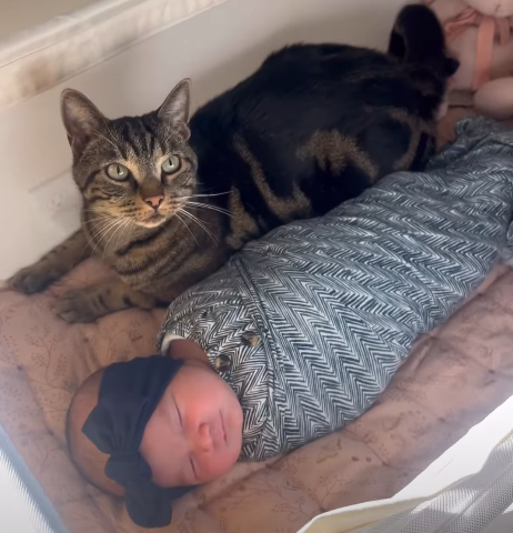 Cat's Adorable Response to Newborn Baby Has Internet Melting: "His Baby"
