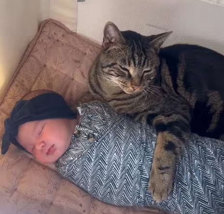 Cat's Adorable Response to Newborn Baby Has Internet Melting: "His Baby"