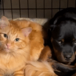 Tiny Cat Bubba Pins 90-Pound Rottweiler Norman Daily, Then They Cuddle Up Like Best Friends