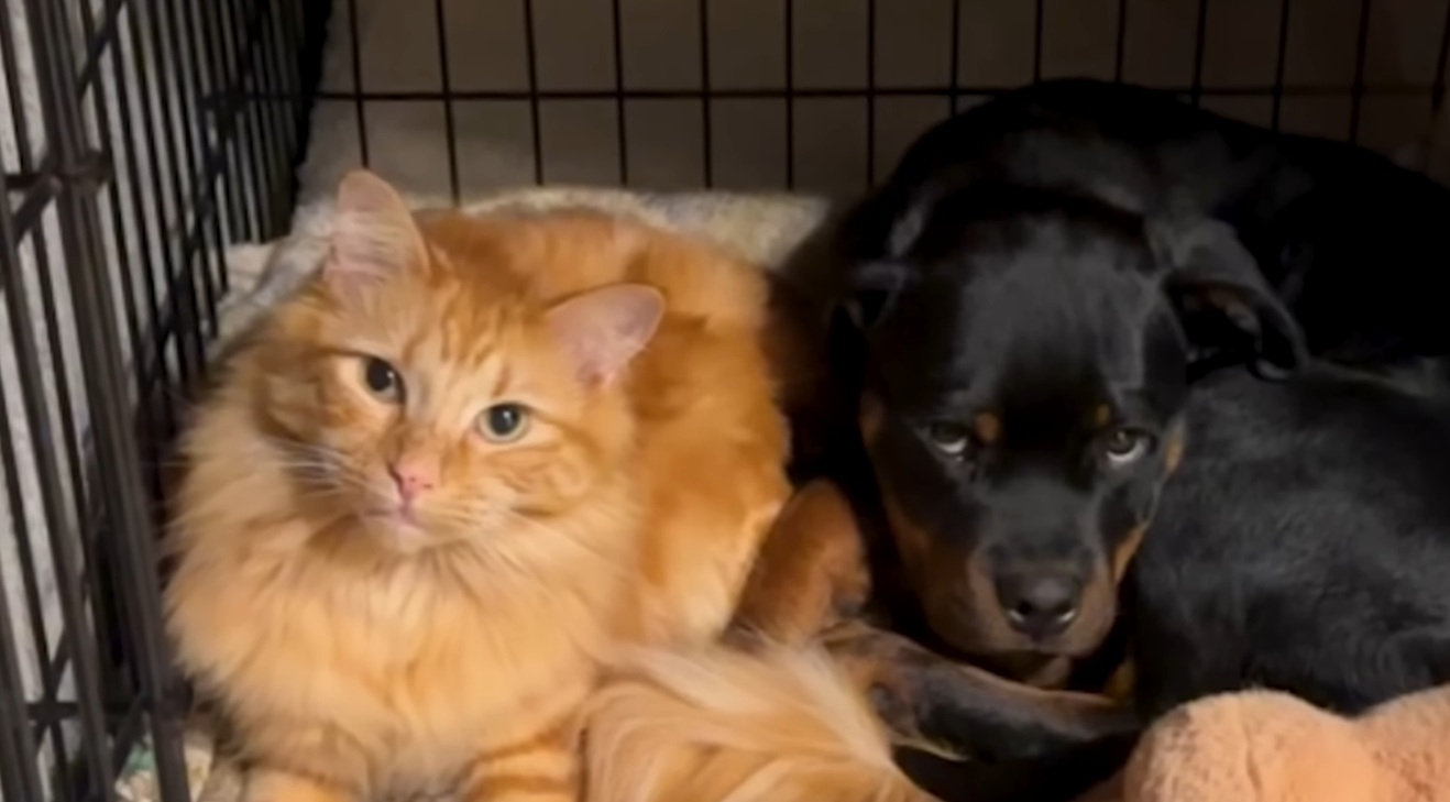 Tiny Cat Bubba Pins 90-Pound Rottweiler Norman Daily, Then They Cuddle Up Like Best Friends