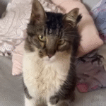 Stray Cat's Polite Persistence Transforms Greek Island Airbnb Stay into British Adoption Story