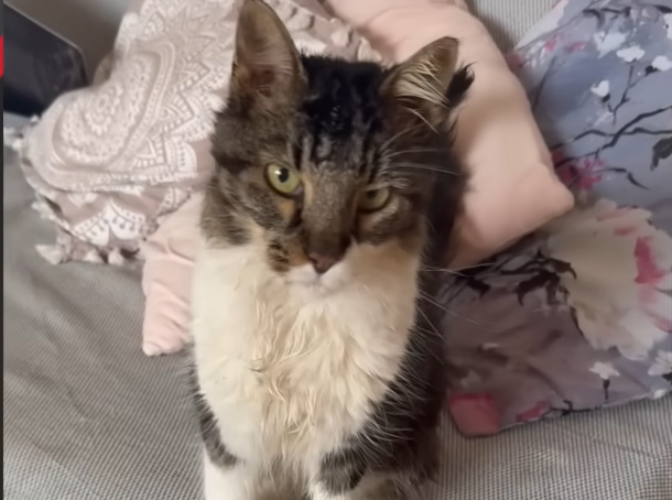 Stray Cat's Polite Persistence Transforms Greek Island Airbnb Stay into British Adoption Story