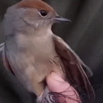 Zoe Emerges as Unlikely Hero in Battle Against Bird Poachers' Cruel Traps