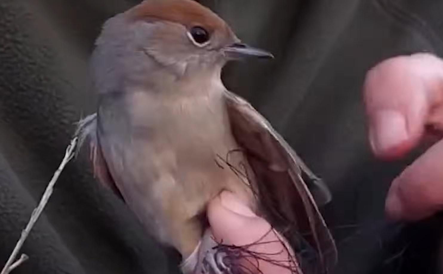 Zoe Emerges as Unlikely Hero in Battle Against Bird Poachers' Cruel Traps