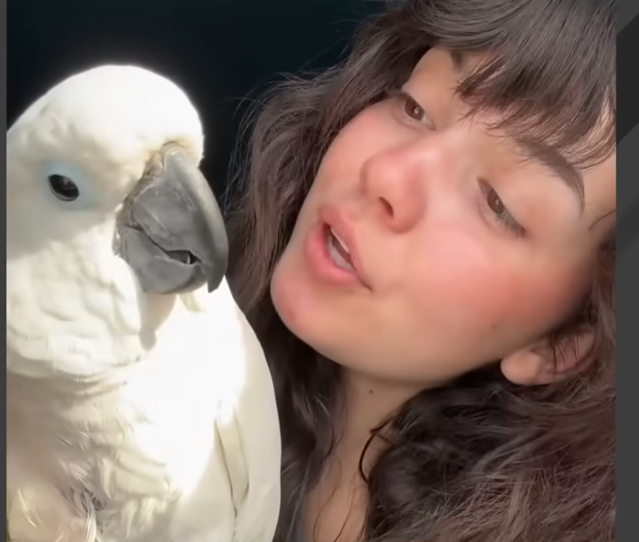 Sad Cockatoo Carmen Ignites Internet with Wild Adoption Joy