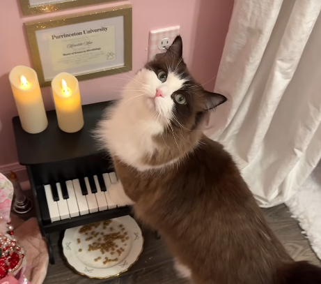 Meet Meredith the Ragdoll - The Cat Living in Her Own Apartment With a Couch, Fireplace and Piano