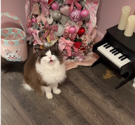 Meet Meredith the Ragdoll - The Cat Living in Her Own Apartment With a Couch, Fireplace and Piano